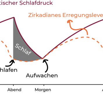 Arbeiten, wenn andere schlafen  - Schichtarbeit Grafik von Schlaf und Wachphasen
